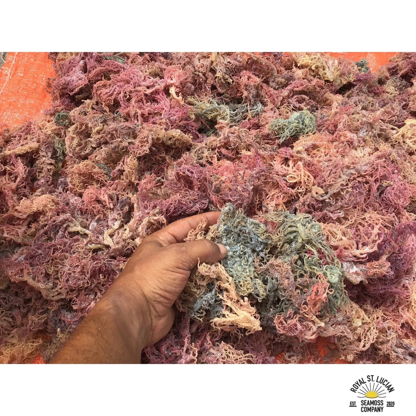 Full Spectrum Seamoss: Nature's Nutrient-Packed Treasure-1